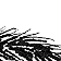Tail Ride - Black and White with Screentone