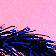 Tail Ride - Colour