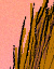 Tail Ride - Colour