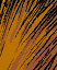 Tail Ride - Colour