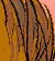 Tail Ride - Colour