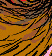 Princeling Tail ride - Colour