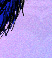 Princeling Tail ride - Colour