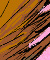 Princeling Tail ride - Colour