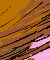 Princeling Tail ride - Colour