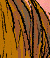 Princeling Tail ride - Colour