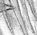 Comfort and Joy -black &white version - a Gravitation image by bakayaro onna