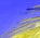 Comfort and Joy - colour version - a Gravitation image by bakayaro onna