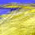 Comfort and Joy - colour version - a Gravitation image by bakayaro onna