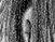Again - black & white version - a Gravitation image by bakayaro onna
