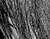Again - black & white version - a Gravitation image by bakayaro onna