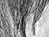 Again - black & white version - a Gravitation image by bakayaro onna