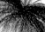 Again - black & white version - a Gravitation image by bakayaro onna