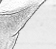 Maitai - an A/U Gravitation/Liquid Rodent image by bakayaro onna